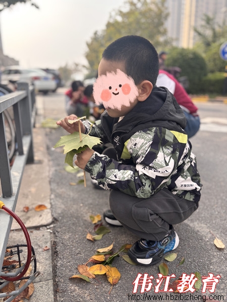 秋意浓，叶子的华丽变身